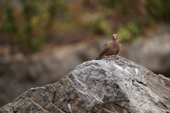 Zenaida macroura clarionensis