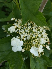 Viburnum opulus