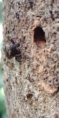 Psepholax sulcatus