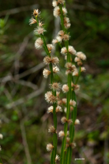 Baccharis trimera