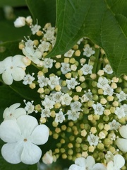 Viburnum opulus