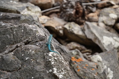 Urosaurus clarionensis
