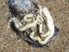 Spirobranchus triqueter