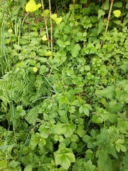 Geum urbanum