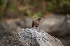Zenaida macroura clarionensis