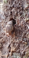 Psepholax sulcatus