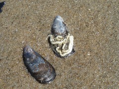 Spirobranchus triqueter