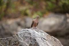 Zenaida macroura clarionensis