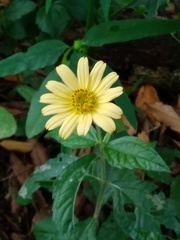 Sphagneticola brachycarpa