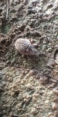 Psepholax sulcatus