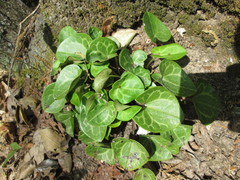Hexastylis naniflora