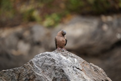Zenaida macroura clarionensis