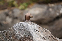 Zenaida macroura clarionensis
