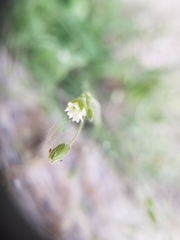 Cerastium texanum