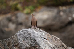 Zenaida macroura clarionensis