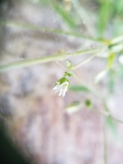 Cerastium texanum