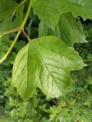 Viburnum opulus