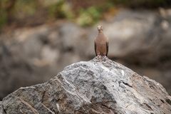 Zenaida macroura clarionensis