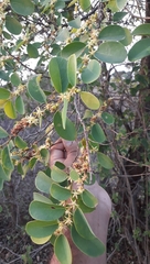 Cleistanthus collinus