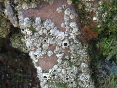 Austrominius modestus