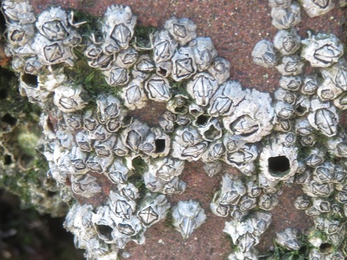 Beaked Barnacle, Scheveningen, Den Haag, Nederland, photo 6 of 10