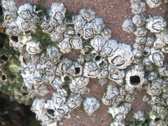 Austrominius modestus