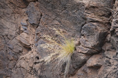 Aristida tenuifolia
