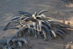 Pterocactus tuberosus