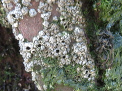 Austrominius modestus