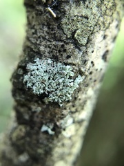 Physcia pumilior