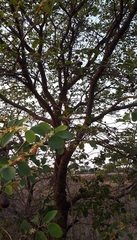 Cleistanthus collinus