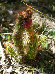 Austrocylindropuntia shaferi