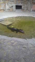 Crocodylia