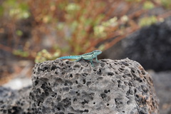 Urosaurus clarionensis