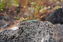Urosaurus clarionensis
