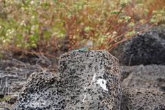 Urosaurus clarionensis