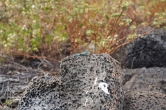 Urosaurus clarionensis
