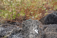 Urosaurus clarionensis