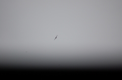 Ptyonoprogne rupestris