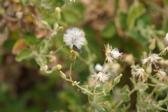 Brickellia peninsularis