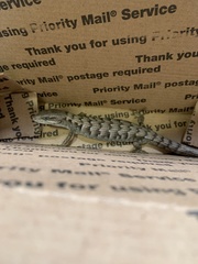 Elgaria multicarinata