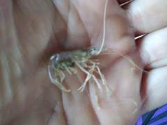 Palaemon vulgaris