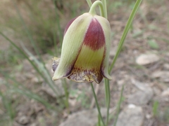 Fritillaria acmopetala
