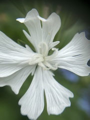 Silene latifolia