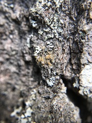 Caloplaca granularis