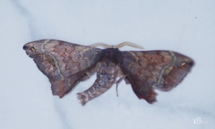 Phiditia