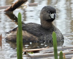 Podilymbus podiceps