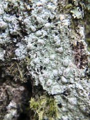 Pertusaria paratuberculifera