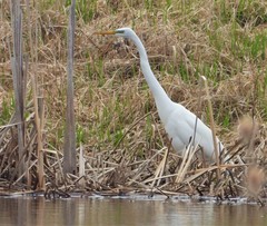 Ardea alba