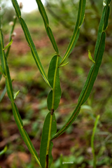 Baccharis trimera